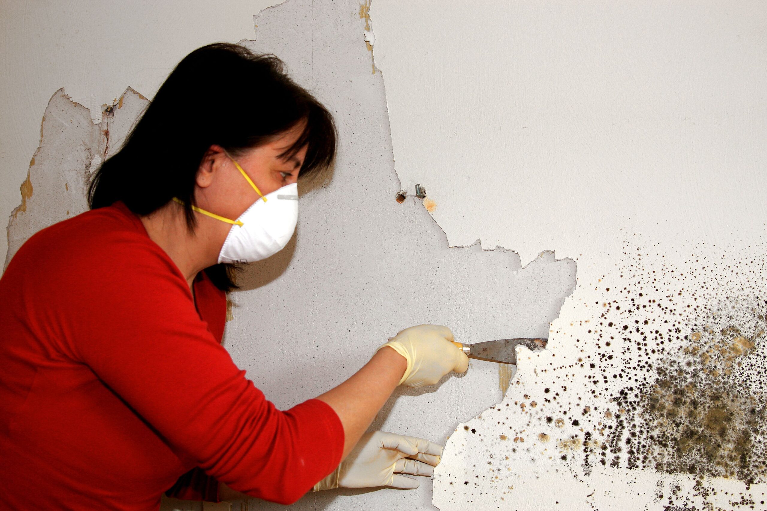 mould removal services Sydney